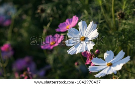 White cosmos flower in the grass and turning to the sun with pink cosmos flower in the background Royalty-Free Stock Photo #1042970437