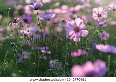 Pink cosmos flower turning its back to the sun Royalty-Free Stock Photo #1042970461