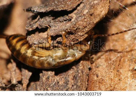 Macro of a small earwig of Forficula auricularia with a brown and striped body hiding in the bark of a tree with a mycelium in the foothills of the Caucasus                               