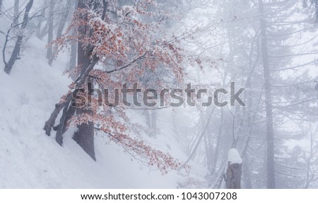 Winter in the foggy forest