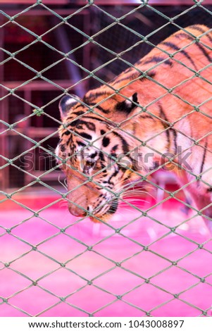 Tiger in the circus, behind the grid
