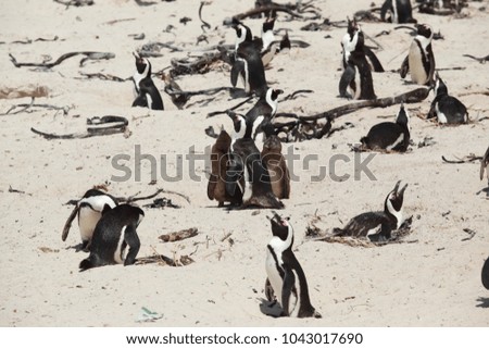 simons town - wild african jackass penguins family - black and white adults and brown babies standing on a sandy bright Atlantic beach in South Africa in the summer