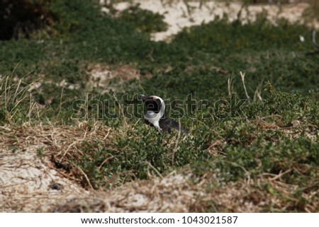 simons town - wild african jackass  penguin  - black and white adult standing on green grass by  Atlantic beach in South Africa in the summer, photo with room for text