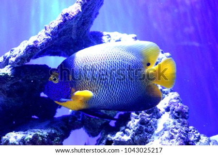 Marine angelfish are perciform fish of the family Pomacanthidae. They are found on shallow reefs in the tropical Atlantic, Indian, and mostly western Pacific Oceans.  It is Pomacanthus xanthometopon.