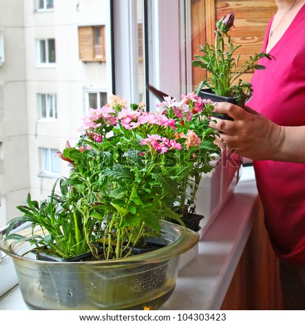 Womanish hands are replanted by flowers on a balcony Royalty-Free Stock Photo #104303423