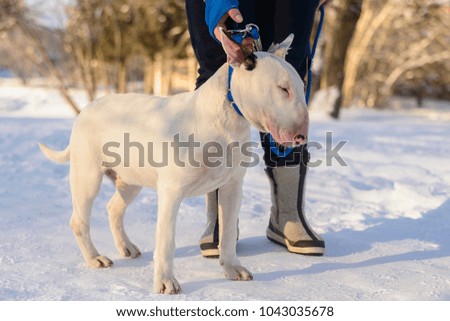 the puppy bull Terrier in a blue collar on winter walk