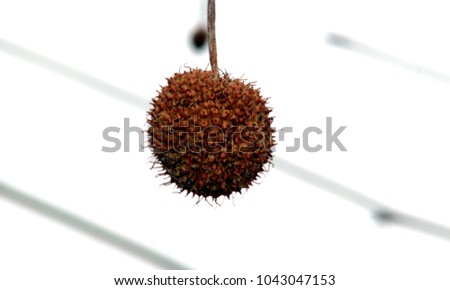 round soft chestnut