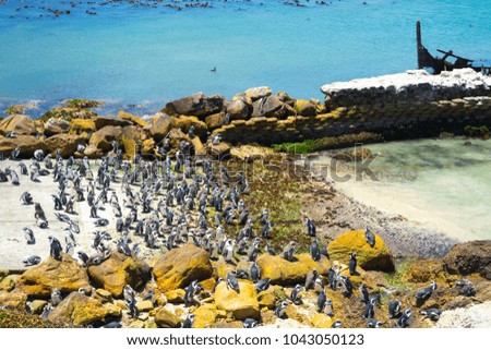 penguin group live in betty bay coastline,south africa