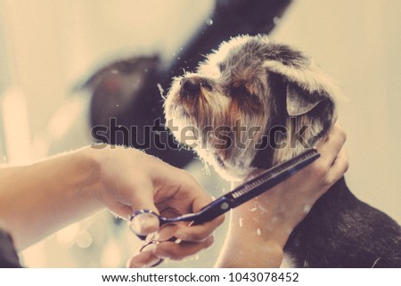 Female groomer haircut yorkshire terrier on the table for grooming in the beauty salon for dogs. Toned picture. process of final shearing of a dog's hair with scissors. muzzle of a dog view