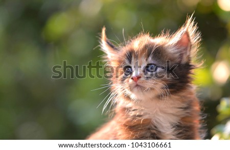 A cute patched blue eyes kitten sitting on a wooden floor behind sun ray blurry with green garden