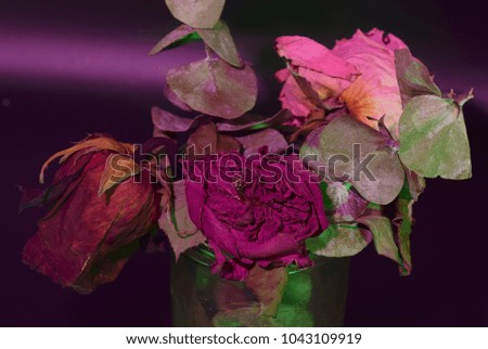 Dried roses with colored gel on seamless black background. 