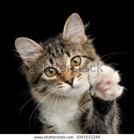Portrait of Cute Kitten with white breast, Looks Curious and Raising paw on Isolated Black Background, front view