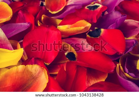 Background of  petals tulips. Texture of multicolored flowers. Selective focus.