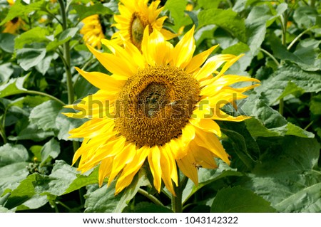 Sunflowers garden. Sunflower blooming,