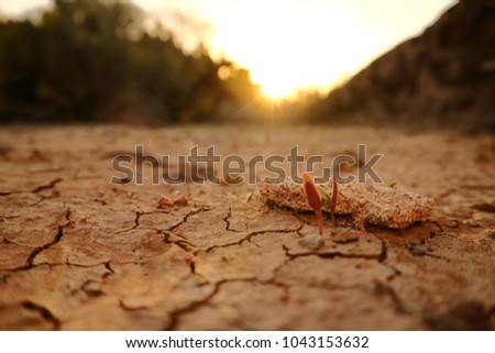 Image of sprouts growing from drying cracked soil in the sunset rays. Selective focus. Low angle view. Room for text. Royalty-Free Stock Photo #1043153632