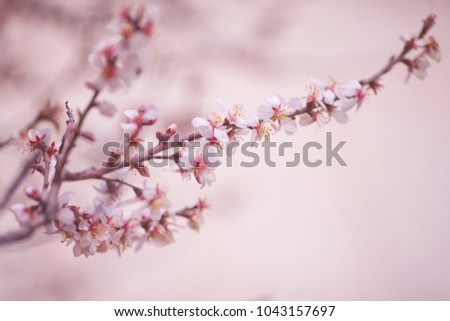 Almond flowers blooming