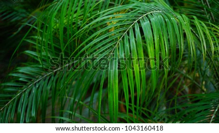 Green long steams grow in local warm house. Scapes have gaunt leaves, close-up photography. Concept of exotic plants in green stems.