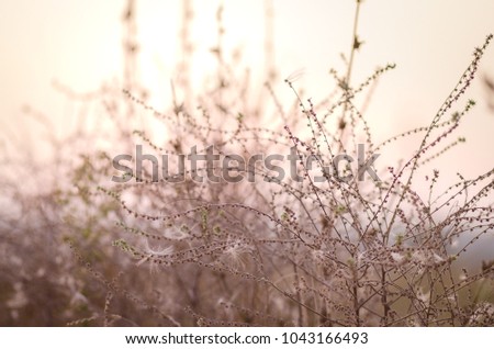 Blurred Picture With A Bush And With A Sunset In The Background.