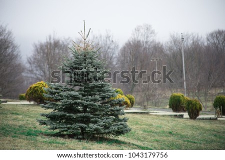 Green pine tree Azerbaijan . Fresh fir branch in sunshine. Spruce branches. Spruce in the forest on a sunny day. The Christmas tree.