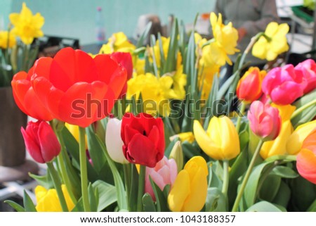 Tulips on a market