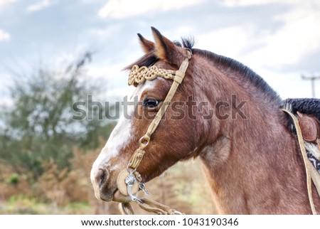 Portrait of a horse in winter outdoor on a field in Argentina