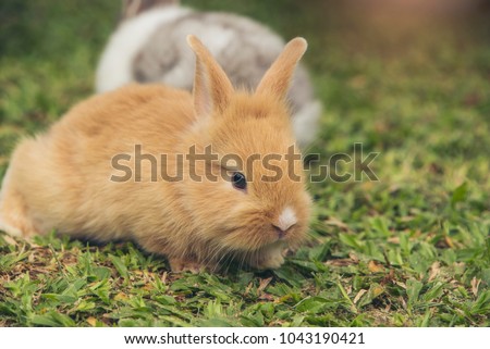 California cotton tail rabbit on green lawn; focus on rabbit