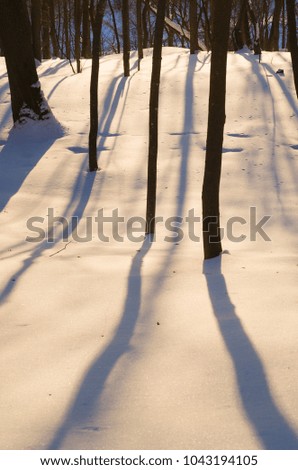 The shadow of the trees falls on the snow. Winter landscape.