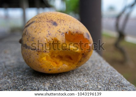 Rotten mango that eaten by squirrel
