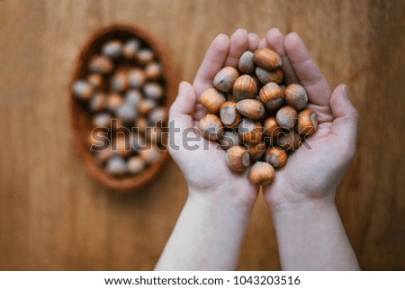hazelnut lies in the palms of the hands