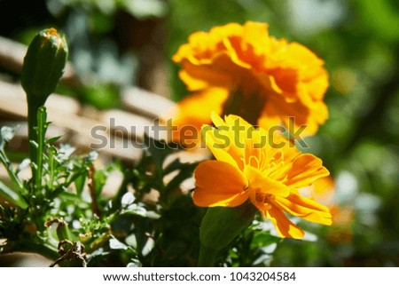 blooming orange marigold
