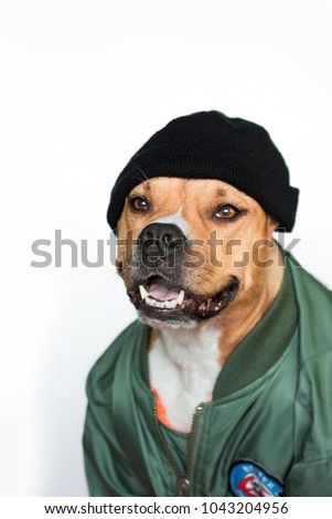 portrait of dog in cap and bomber jacket. Staff sits in a black hat and a green jacket. A funny picture of dogs in clothes on an isolated white background.