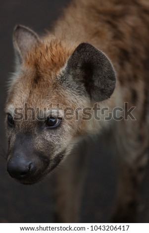 Close-up of a Spotted Hyena in Kruger National Park, South Africa