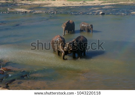 Elephant large and small bathe in the river, wild nature, zhazhvatyvayuschie species, Pinnawala Elephant Orphanage, Sri Lanka