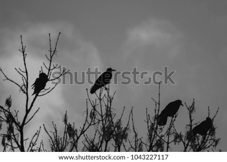 Raven (Corvus corax) sitting on a tree branch. Black and white picture. A bird heralding impending death