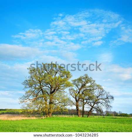 Group of Old Oak Trees in Green Meadow under Blue Sky in Early Spring