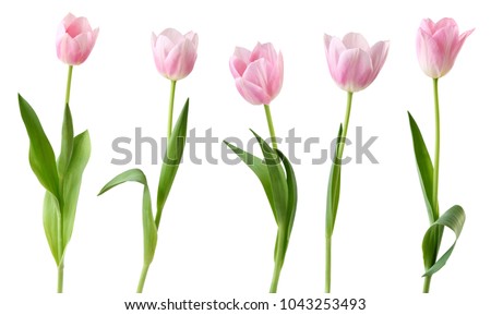 Wonderful Tulips (Lily family, Liliaceae) isolated on white background, including clipping path. Germany Royalty-Free Stock Photo #1043253493