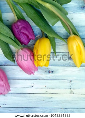 tulips on wooden blue vintage background. rustic tulip background