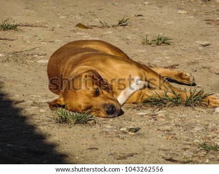 A young dog tired from morning play sleeps on a street in belize