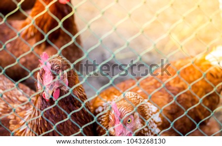 Beautiful multi colored rooster photographed close up,The chicken was trapped inside the net.