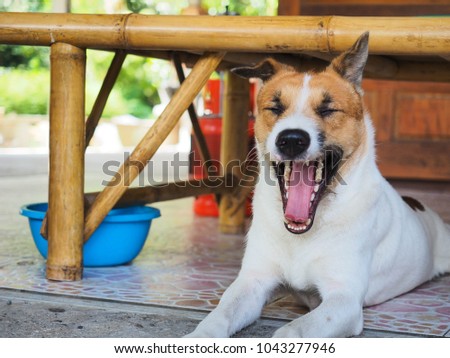 lying dog is yawning or laughing.