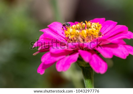 Pink flowers in nature,Honey flies in nature.