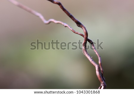 A small curly willow