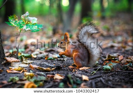 Squirrel in the park on the leaves