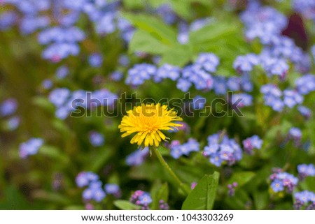 Different Garden flowers