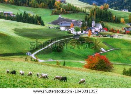 Santa Maddalena Magdalena village, view at meadow pasture with ships grazing green grass at foreground. Iconic travel destination in Italian Dolomites, Europe.