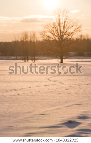colorful winter sunset with light rays coming through the large tree branches on the frozen meadow in country