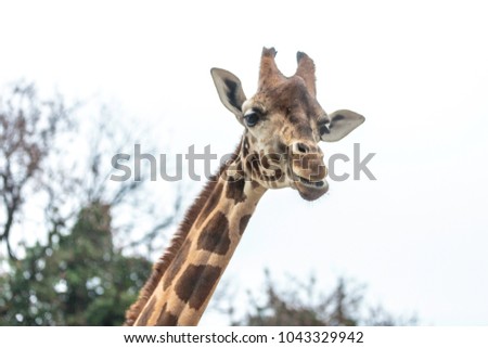 close-up photo of a giraffe looking at me with curiosity