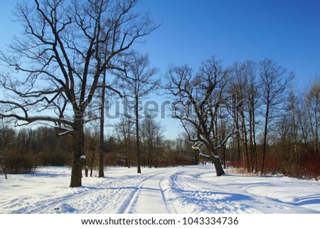 Winter walk in Babolovsky Park in Tsarskoe Selo