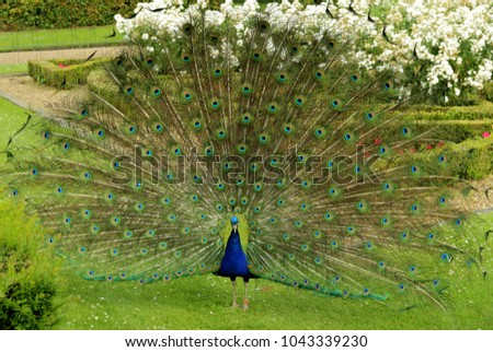 A peacock dancing in the garden.