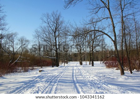 Winter walk in Babolovsky Park in Tsarskoe Selo